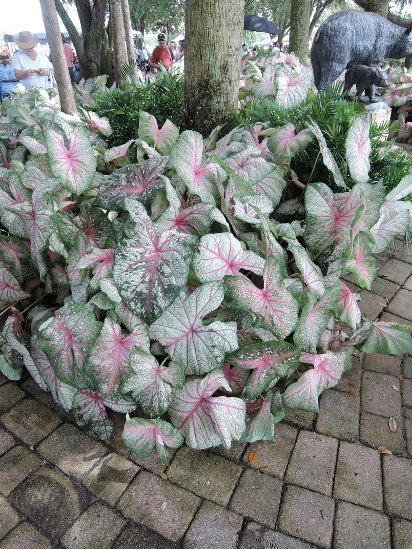 Color caladiums are on display and for sale a the festival.